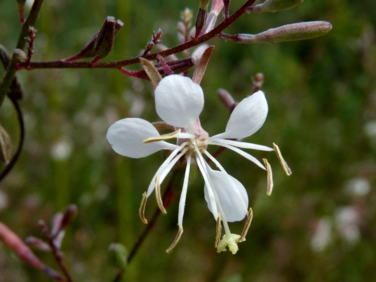 {Gaura filipes}